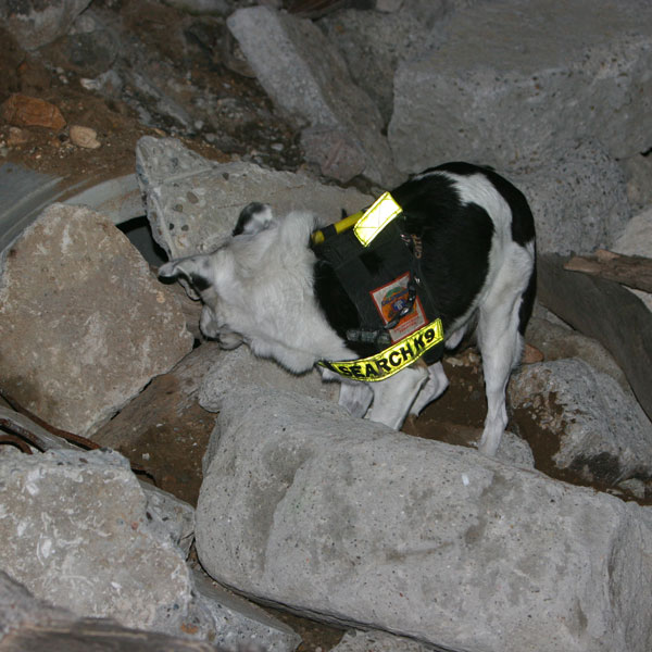 Task Force Components - Canine Search Specialist